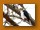 Weißschopf-Brillenwürger | White Helmet-shrike | Prionops plumatus