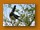 Weißbauch-Lärmvogel | White-bellied Go-away Bird | Corythaixoides leucogaster