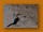 Östlicher Gelbschnabeltoko | Eastern Yellow-billed Hornbill | Tockus flavirostris