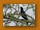 Schweifglanzstar| Rüppell's Glossy Starling| Lamprotornis purpuroptera