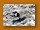 Spornkiebitz| Spur-winged Plover| Vanellus spinosus