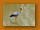 Nimmersatt| Yellow-billed Stork| Mycteria ibis