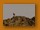 Steinrötel | Common Rock Thrush | Monticola saxatilis