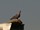 Guineataube| Speckled Pigeon
Columba guinea