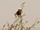 Rüppellwürger | White-rumped Shrike | Eurocephalus rueppelli