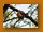 Natalzwergfischer | African Pygmy Kingfisher | Ceyx pictus