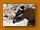 Afrikanisches Schwarzkehlchen | African Stonechat | Saxicola (torquatus) torquatus