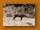 Warzenschwein | Common Warthog | Phacochoerus africanus