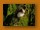Graubülbül | Common Bulbul | Pycnonotus tricolor spurius
