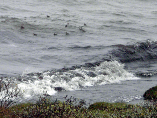 Odinshühnchen am Seeufer