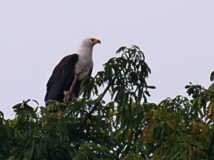 Schreiseeadler