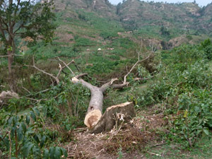 Angehackter Baum