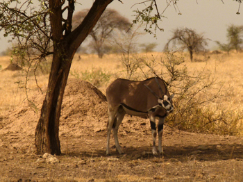 Oryx Antilope