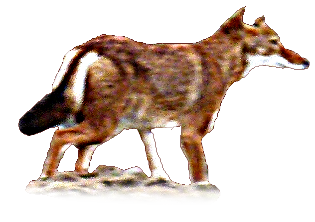 Simienwolf