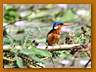 Natalzwergfischer| African Pygmy Kingfisher| Ceyx pictus