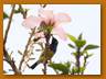 Ziernektarvogel Variable Sunbird| Cinnyris venustus 