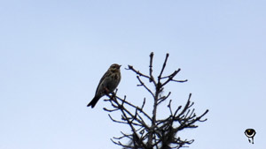 Baumpieper (Anthus trivialis)