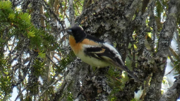 Bergfink (Fringilla montifringilla)