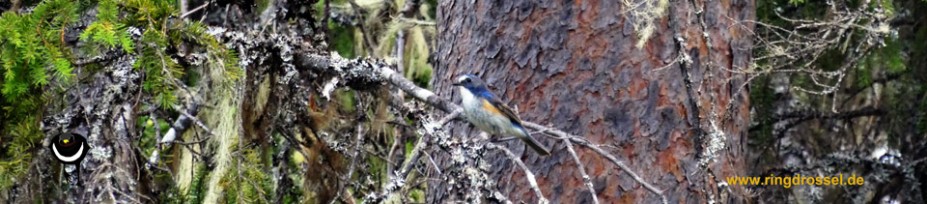  Blauschwanz (Tarsiger cyanurus) Red-flanked bluetail Sinipyrstö