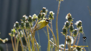 Erlenzeisig (Spinus spinus) Erlenzeisig (Spinus spinus)
