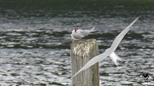 Fluss-Seeschwalbe (Sterna hirundo) Fluss-Seeschwalbe (Sterna hirundo)