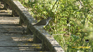 Flussuferläufer (Actitis hypoleucos)