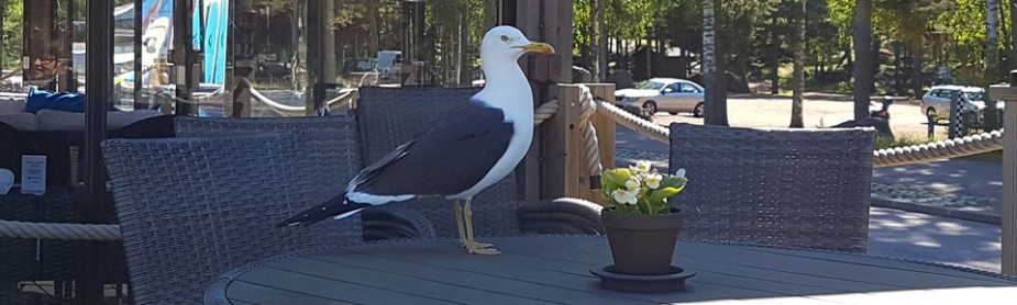 Larus fuscus fuscus