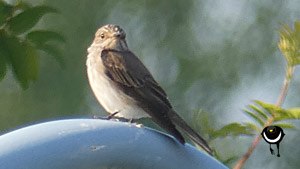 Grauschnäpper (Muscicapa striata)