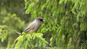 Unglückshäher (Perisoreus infaustus)