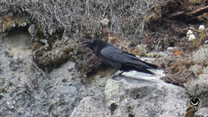 Kolkrabe (Corvus corax)