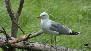 Sturmmöwe (Larus canus)