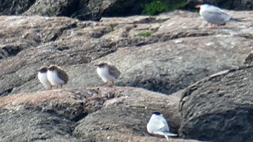 Fluss-Seeschwalben (Sterna hirundo)