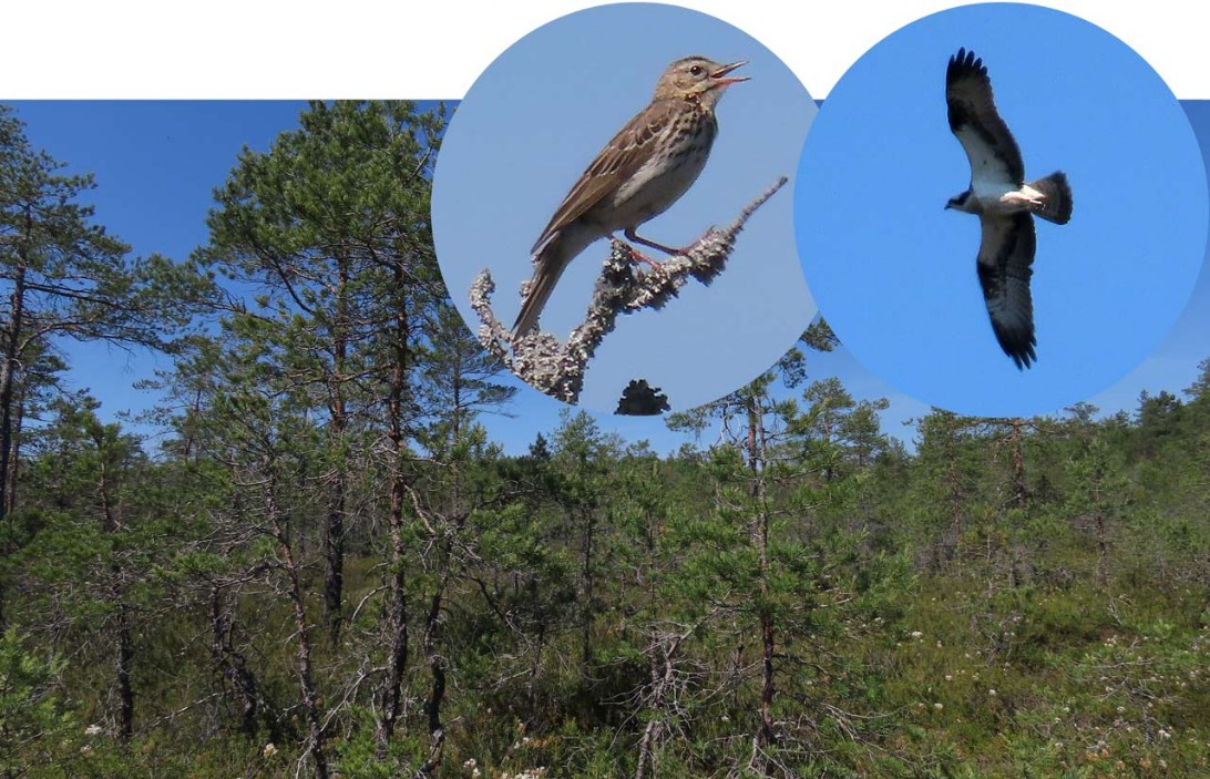 Baumpieper [Anthus trivialis] Tree pipit, Fischadler [Pandion haliaetus] Osprey