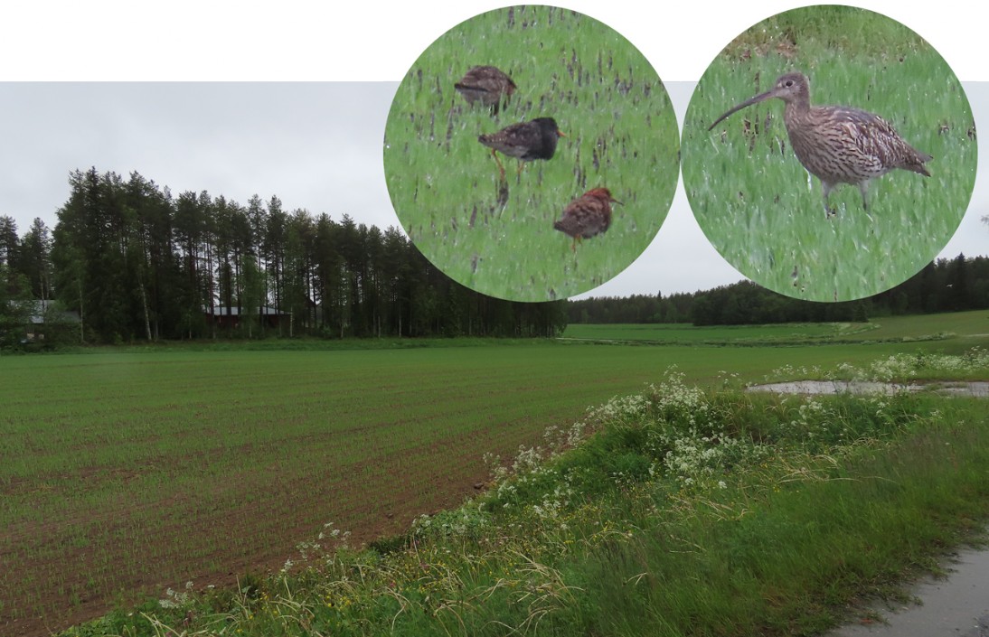 Kampfläufer [Calidris pugnax] Ruff: Großer Brachvogel [Numenius arquata] Common curlew