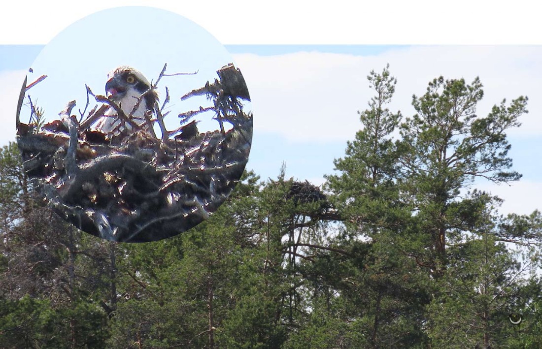 Fischadler [Pandion haliaetus] Osprey