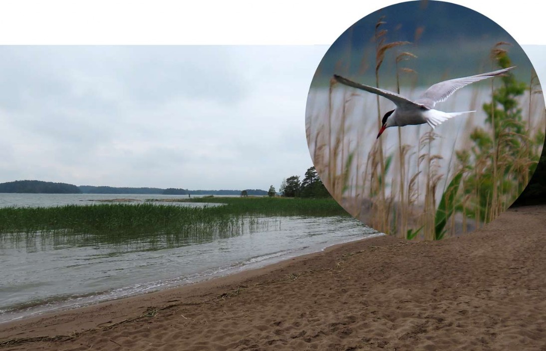 Flussseeschwalbe [Sterna hirundo] Common tern