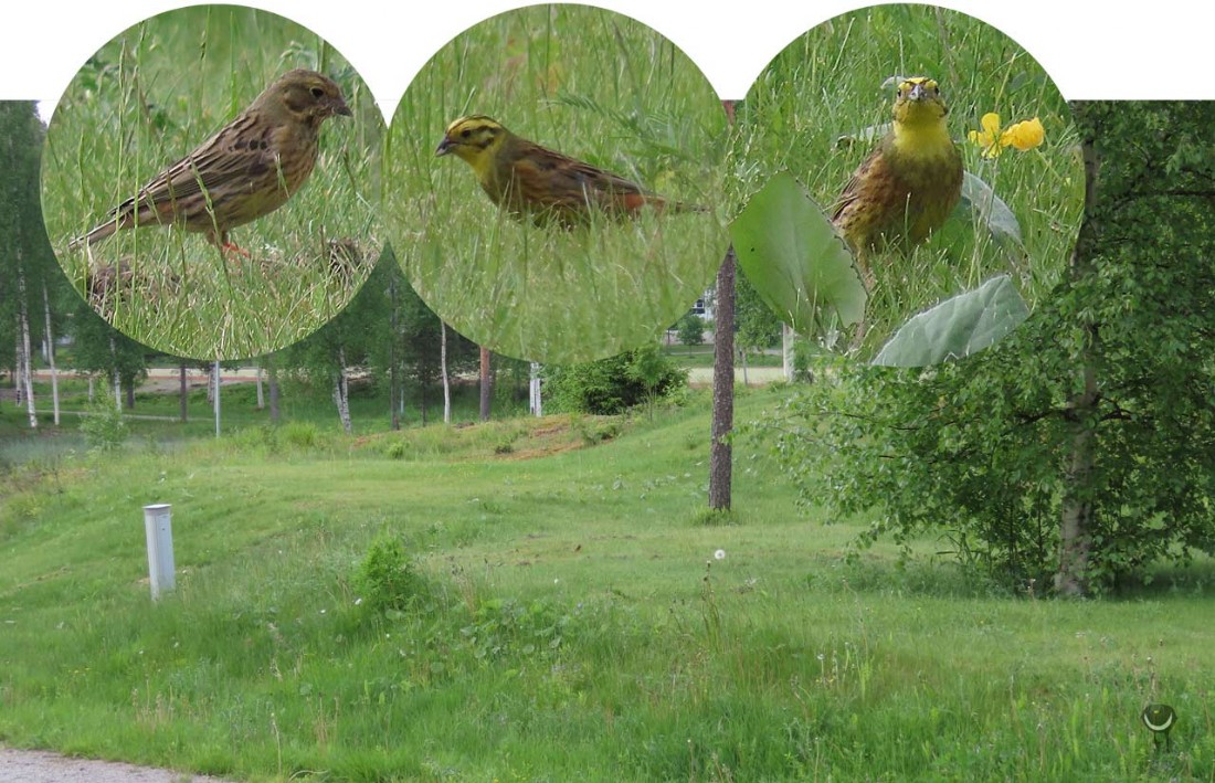 Goldammer [Emberiza citrinella] Yellowhammer