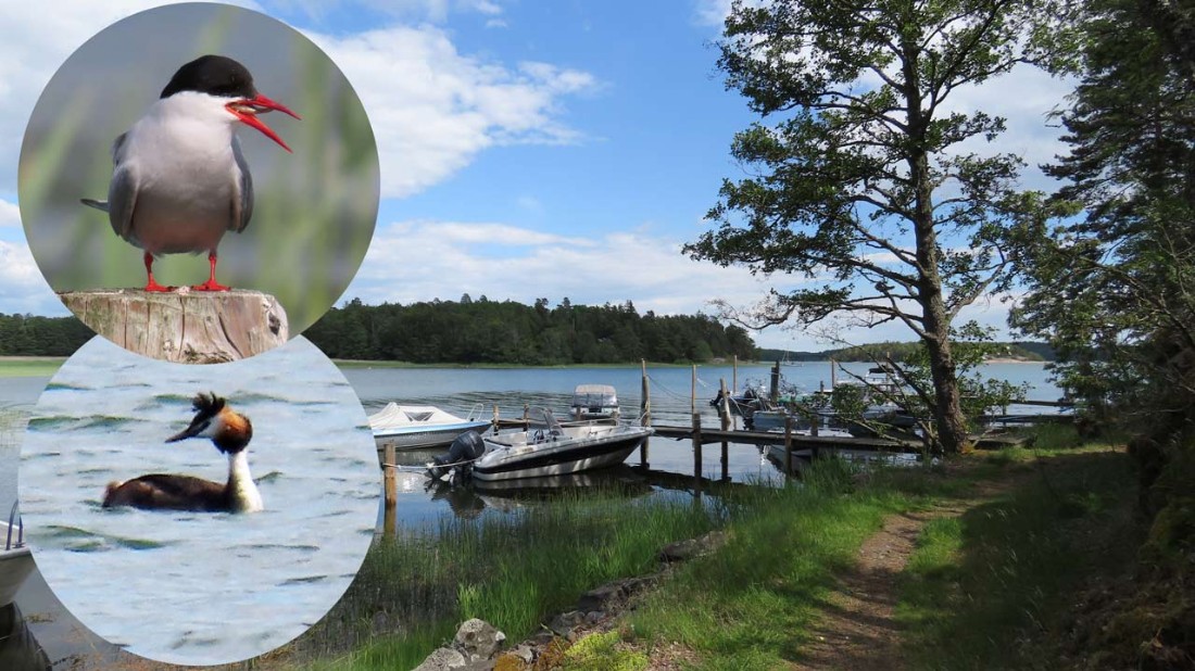 Am Hafen: Flussseeschwalbe [Sterna hirundo] Common tern