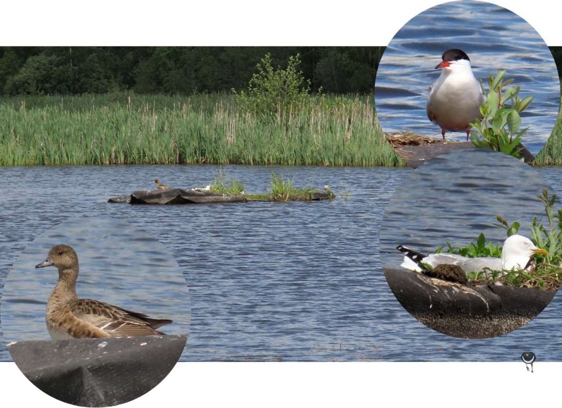 Flussseeschwalbe; Silbermöwe; Pfeifente