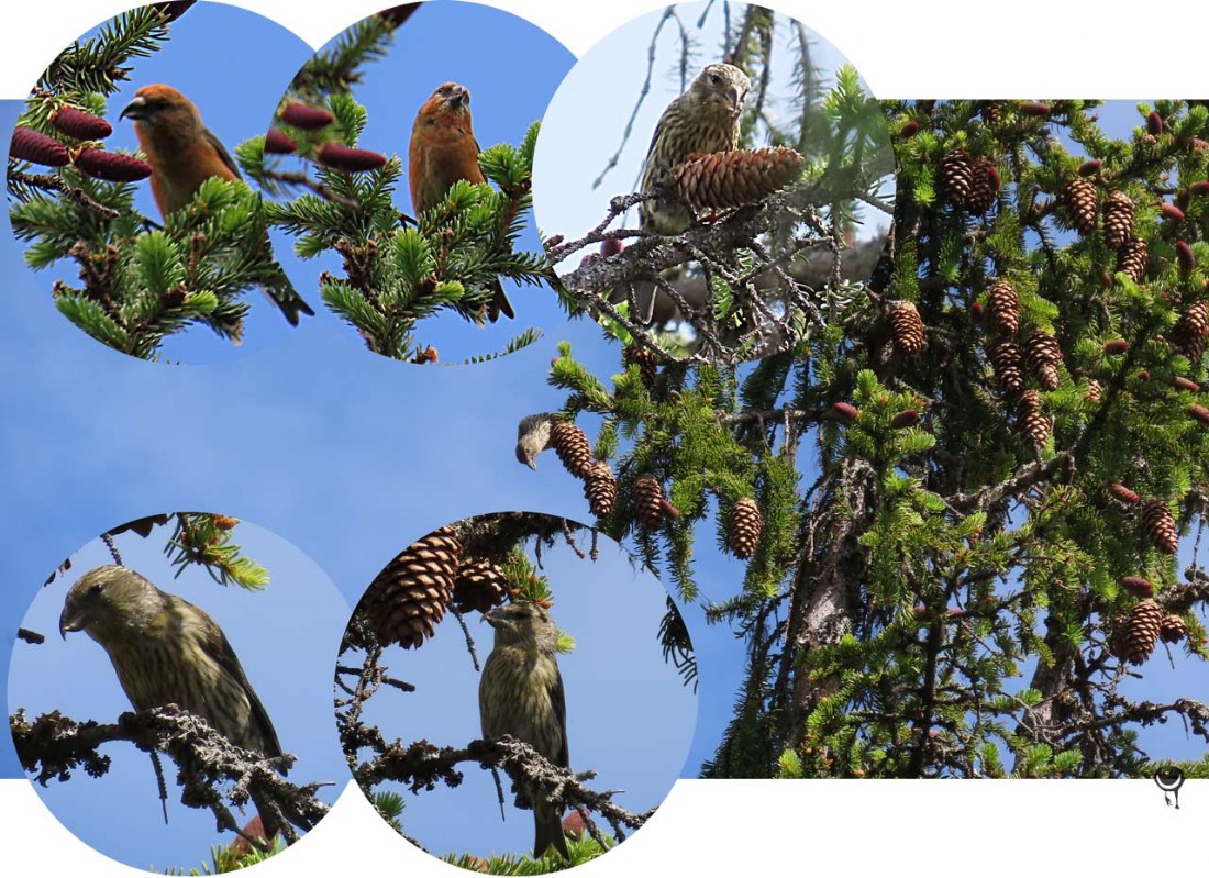 Fichtenkreuzschnabel [Loxia curvirostra] Red crossbill