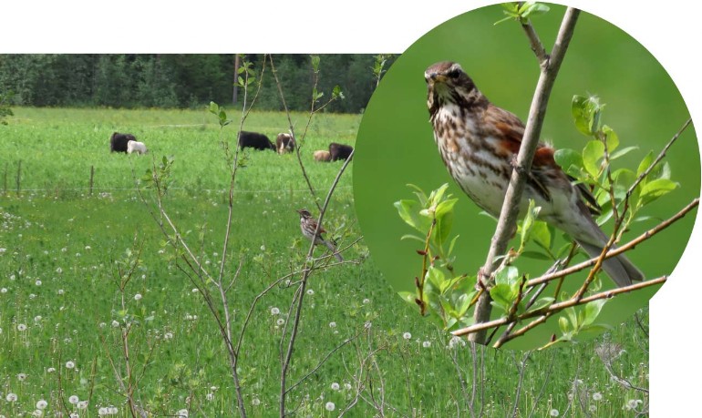 Rotdrossel [Turdus iliacus] Redwing an einem Parkplatz