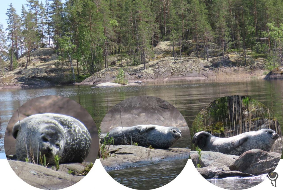 Saima-Ringelrobbe Pusa hispida saimensis) Saimaa ringed seal