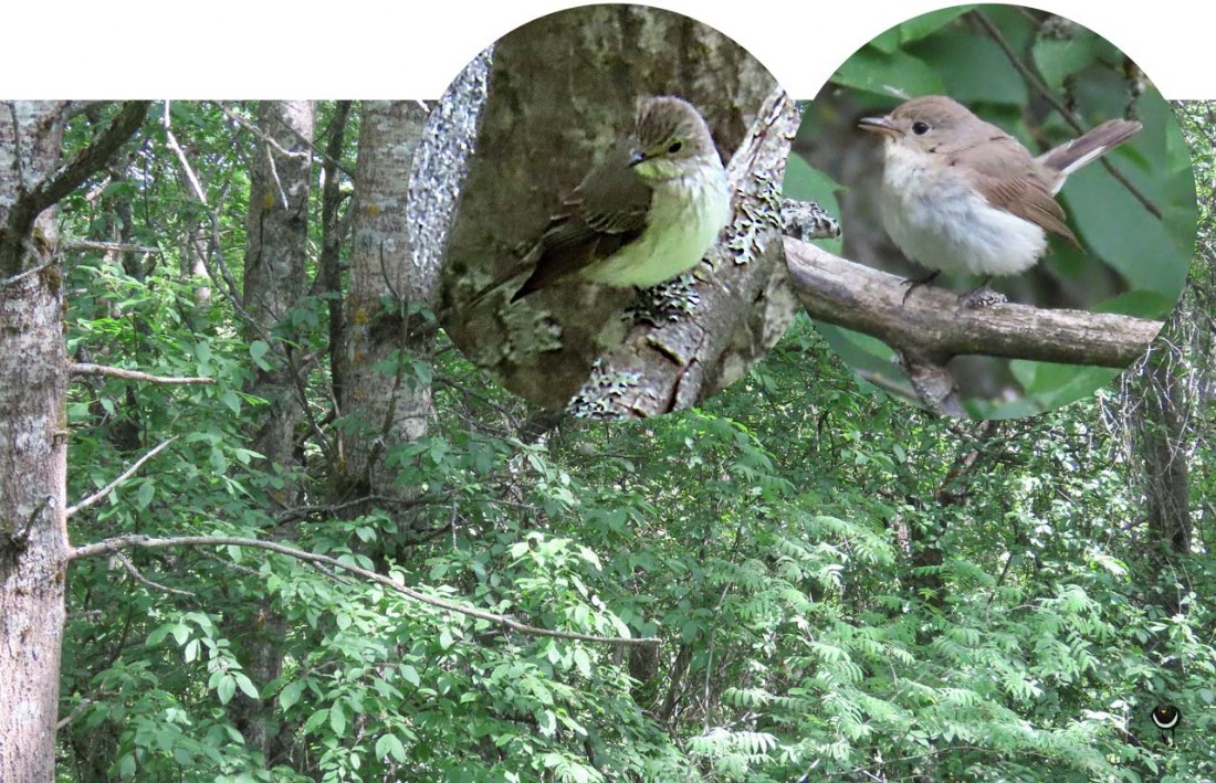 Grauschnäpper [Muscicapa striata] Spotted flycatcher; Zwergschnäpper [Ficedula parva] Red-breasted flycatcher 