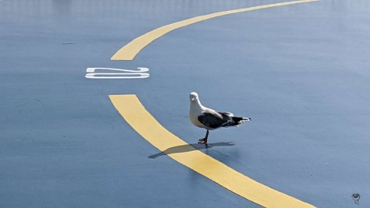 Sturmmöwe [Larus canus] Common gull