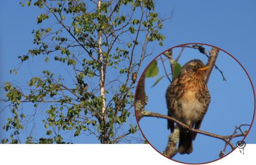 Wacholderdrossel [Turdus pilaris] Fieldfare