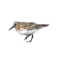 Sanderling