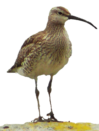 Regenbrachvogel