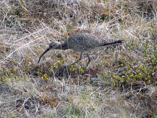 Regenbrachvogel