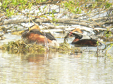 Ohrentaucher am Nest