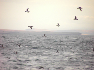 Pappageitaucher (Puffins)